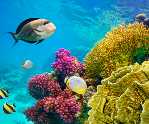 sharm el sheik